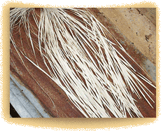driec can�flecha fibers