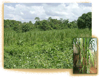 ca�aflecha field and plant