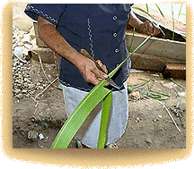 removing the vein from the plant