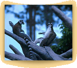 lemurs