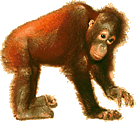 young orangutan