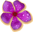 periwinkle blossom